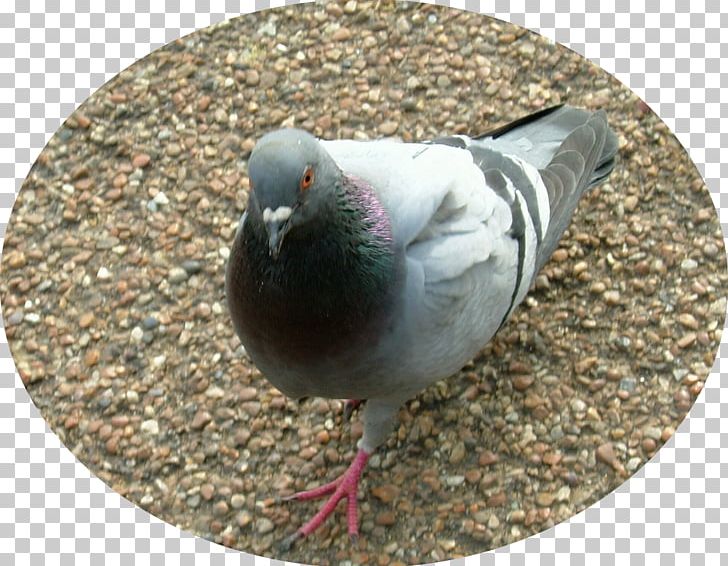 Columbidae Bird Domestic Pigeon Mourning Dove Crop Milk PNG, Clipart, Animals, Beak, Bird, Bridegroom, Bride Of Christ Free PNG Download