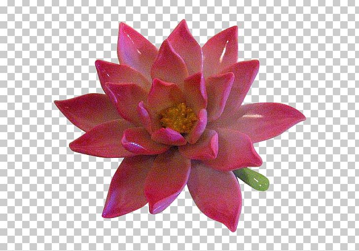 Petal Flowering Plant Aquatic Plants PNG, Clipart, Aquatic Plant, Aquatic Plants, Dahlia, Flower, Flowering Plant Free PNG Download