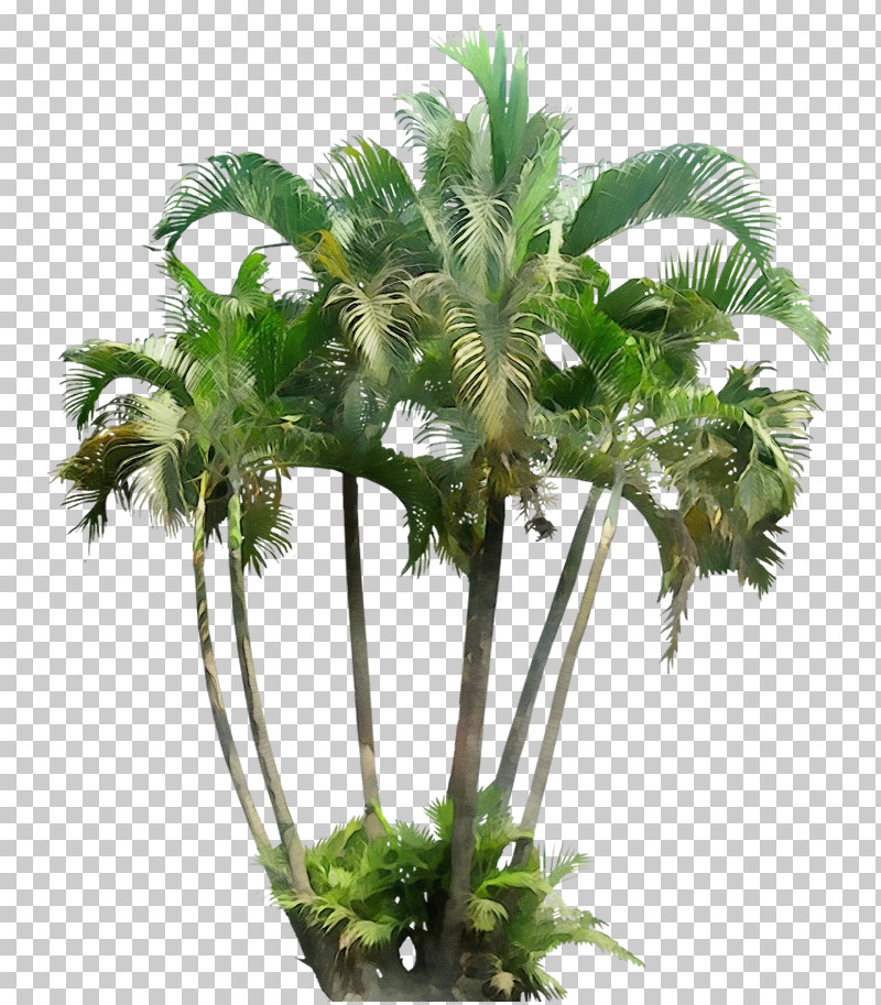 Palm Trees PNG, Clipart, Areca Palm, Dypsis Decaryi, Fan Palms, Mexican Fan Palm, Paint Free PNG Download