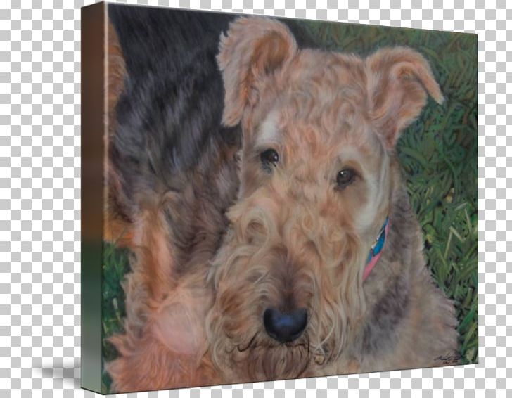 Airedale Terrier Welsh Terrier Lakeland Terrier Irish Terrier Schnoodle PNG, Clipart, Airedale, Airedale Terrier, Breed, Carnivoran, Dog Free PNG Download