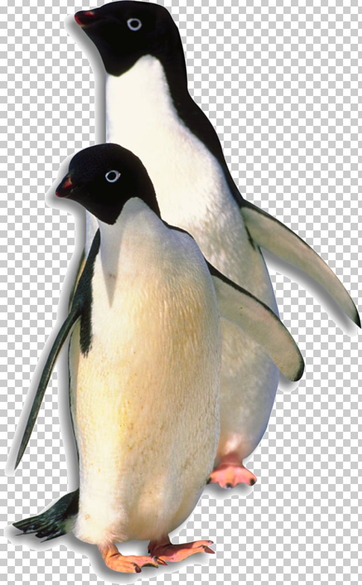 Antarctica Penguin Bird PNG, Clipart, Animal, Animals, Animaux, Antarctic, Antarctica Free PNG Download