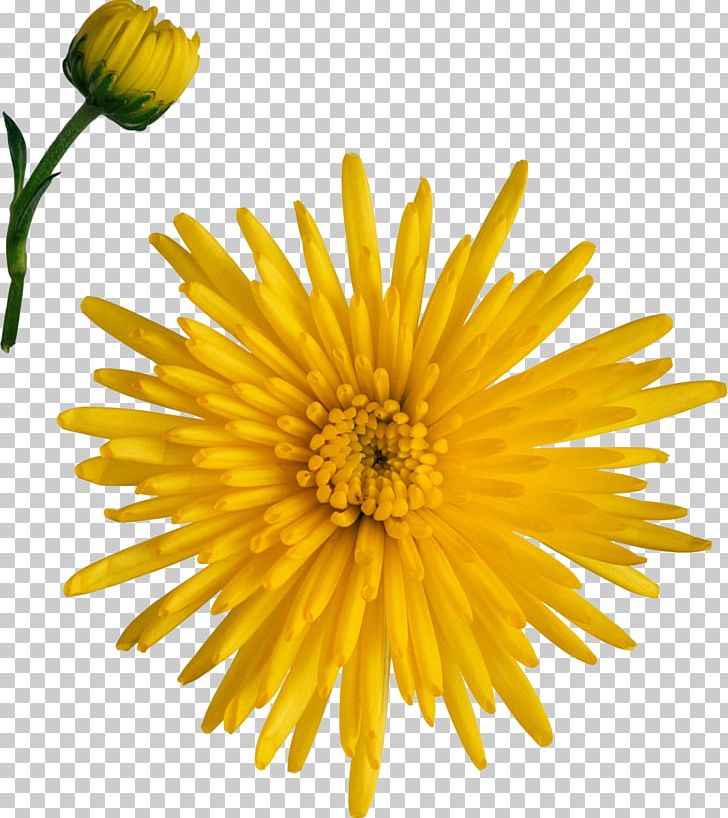 Breaking Away Chrysanthemum Dandelion Marguerite Daisy Cut Flowers PNG, Clipart, Annual Plant, Argyranthemum, Aster, Breaking Away, Daisy Family Free PNG Download