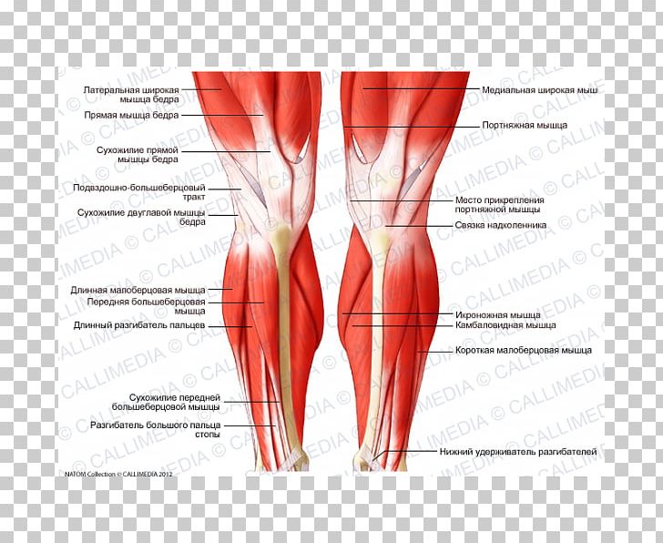 Knee Human Body Muscle Human Leg Muscular System PNG, Clipart, Abdomen, Anatomy, Arm, Biceps Femoris Muscle, Calf Free PNG Download