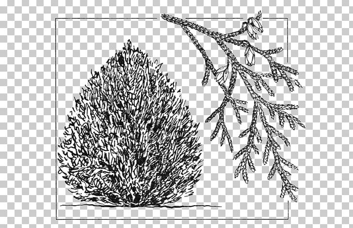 Arborvitae Drawing Shrub Conifers Cupressus PNG, Clipart, Arborvitae, Area, Black And White, Branch, Conifers Free PNG Download