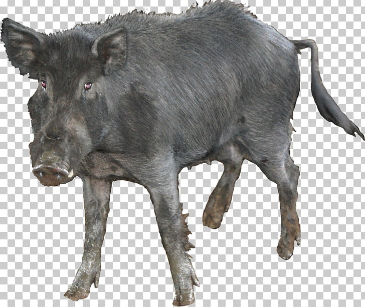 Blanco Domestic Pig Feral Pig Boar Hunting Ungulate PNG, Clipart, Animal, Animals, Blanco, Boar, Boar Hunting Free PNG Download