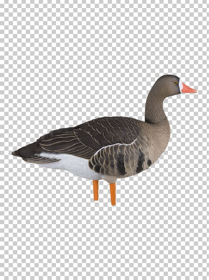 Canada Goose Gadwall Snow Goose Greater White-fronted Goose PNG, Clipart, Animals, Anseriformes, Beak, Bird, Canada Goose Free PNG Download