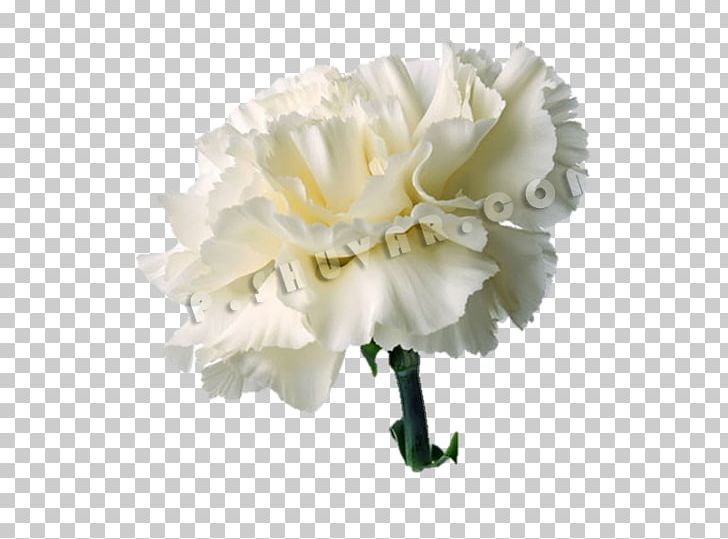 Carnation Cut Flowers Red White PNG, Clipart, Blue, Carnation, Color, Cut Flowers, Floral Design Free PNG Download