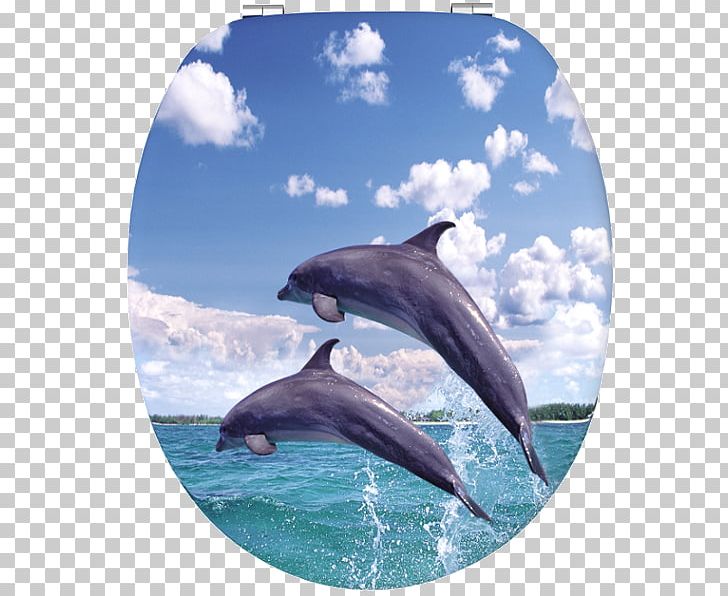 Common Bottlenose Dolphin Wholphin Rough-toothed Dolphin Short-beaked Common Dolphin Tucuxi PNG, Clipart, Bathroom, Common Bottlenose Dolphin, Delfin, Fauna, Furniture Free PNG Download
