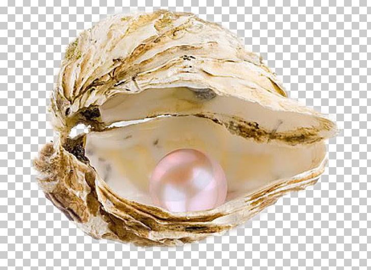 De Oestercompagnie Pearl Seashell Oyster Necklace PNG, Clipart, Animals, Charms Pendants, Clam, Clams Oysters Mussels And Scallops, Crown Free PNG Download