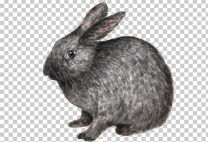 Domestic Rabbit Hare European Rabbit PNG, Clipart, Animals, Animaux, Cadre, Domestic Rabbit, Ear Free PNG Download