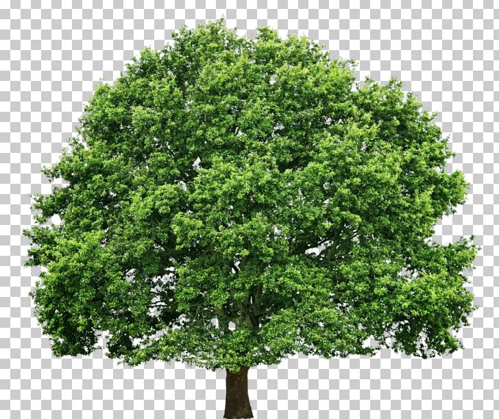 Hoffman Tree Service Portable Network Graphics Arborist Oak PNG, Clipart, Arborist, Branch, Business, Company, Evergreen Free PNG Download