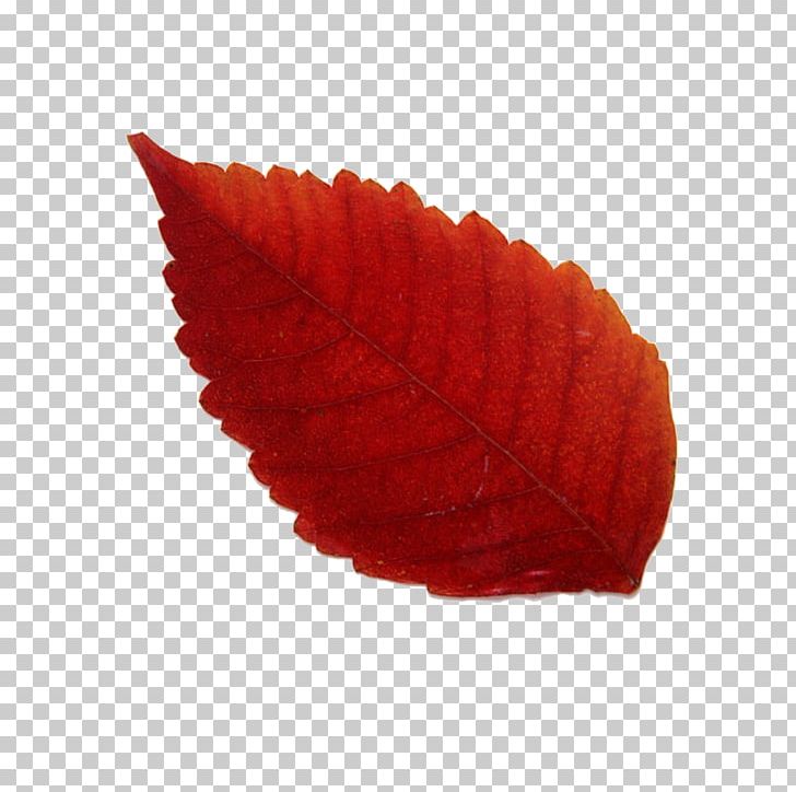 Maple Leaf Red Yellow PNG, Clipart, Autumn Leaf, Bladnerv, Blue, Deciduous, Green Free PNG Download