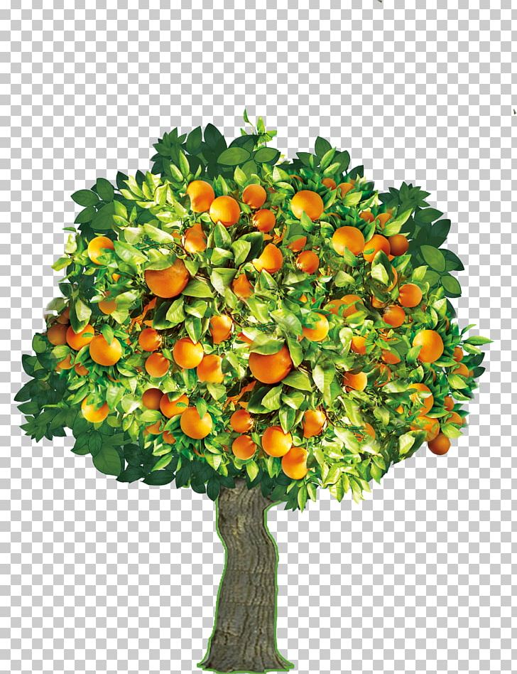 Tree Mandarin Orange PNG, Clipart, Christmas Tree, Citrus Xd7 Sinensis, Download, Drawing, Effect Free PNG Download