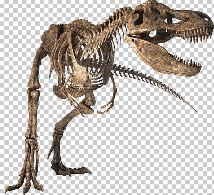 Tyrannosaurus Velociraptor Dinosaur Skeleton Bony Fishes PNG, Clipart, Bony Fishes, Communication, Determinant, Dinosaur, Extinction Free PNG Download