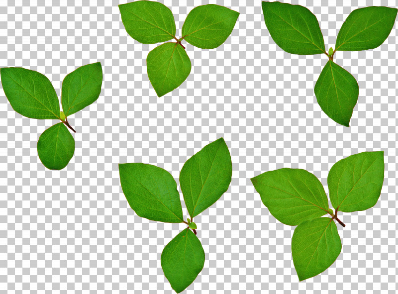 Leaf Green Plant Flower Tree PNG, Clipart, Branch, Coca, Flower, Green, Leaf Free PNG Download
