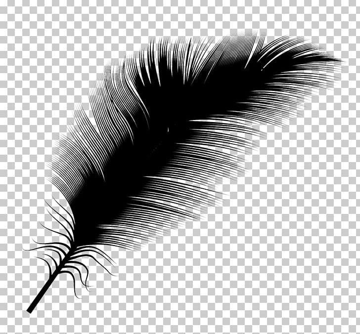 Black And White Feather PNG, Clipart, Animals, Black, Black And White, Closeup, Cortez Free PNG Download
