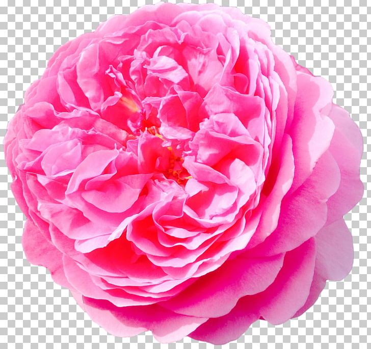 Cut Flowers Rose BLACKPINK Jasmine PNG, Clipart, Blackpink, Camellia, Cut Flowers, English Rose, Floribunda Free PNG Download
