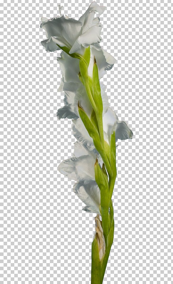 Gladiolus Cut Flowers Hyacinth Plant Stem PNG, Clipart, Child, Cicek Resimleri, Cut Flowers, Flora, Flower Free PNG Download