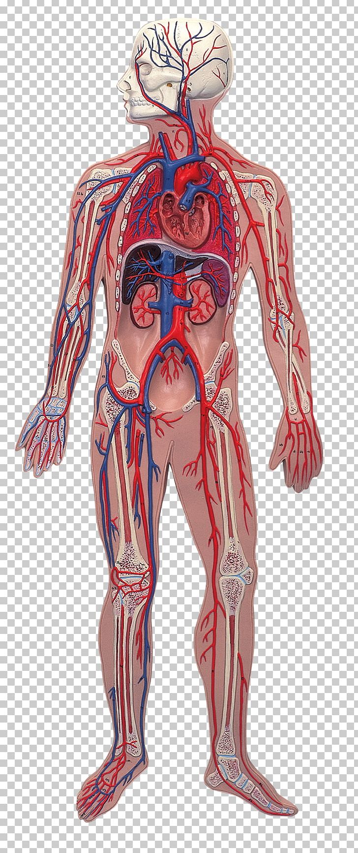 Human Anatomy Human Body Nervous System Illustration PNG, Clipart, Action Figure, Anatomy, Arm, Blood, Blood Vessel Free PNG Download