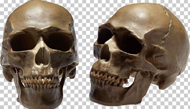 Human Skull Human Body PNG, Clipart, Bone, Chart, Encapsulated Postscript, Fantasy, Homo Sapiens Free PNG Download
