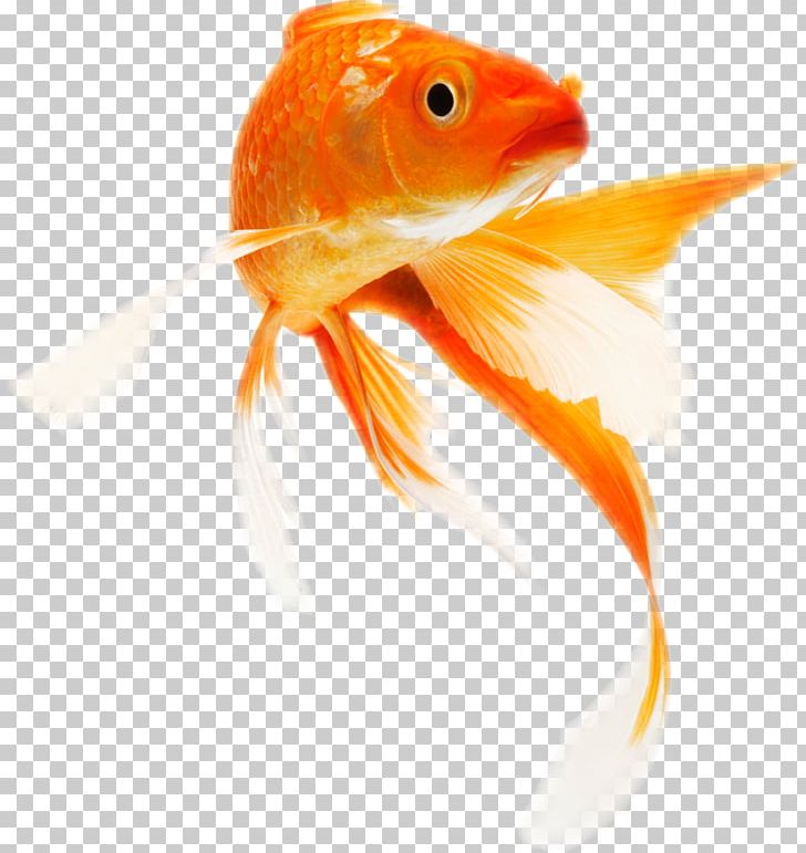 Koi Common Goldfish Portable Network Graphics Transparency PNG, Clipart, Aquarium, Aquarium Fish Feed, Bony Fish, Common Carp, Common Goldfish Free PNG Download