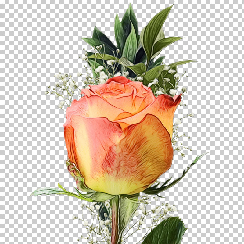 Garden Roses PNG, Clipart, Bud, Cabbage Rose, Cut Flowers, Floral Design, Floribunda Free PNG Download