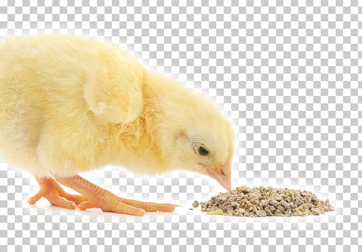 Broiler Chicken Animal Feed Additives Poultry Feed PNG, Clipart, Agriculture, Animal Feed, Animal Husbandry, Animals, Beak Free PNG Download