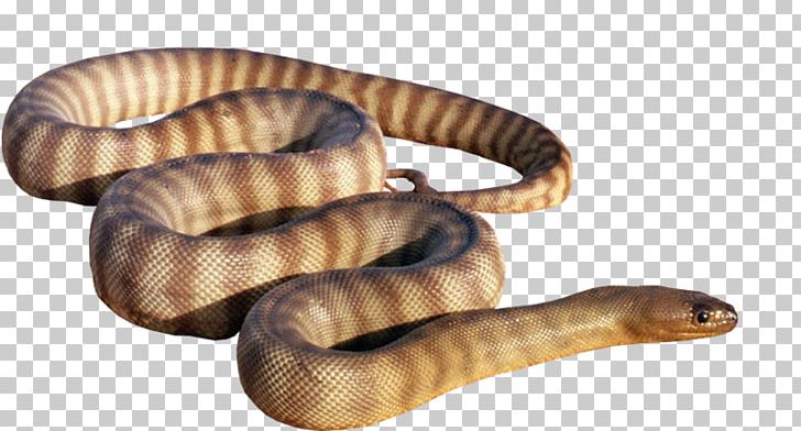 Eastern Brown Snake Vipers Bushmasters Reptile PNG, Clipart, Animal, Boa Constrictor, Boas, Bushmasters, Crotalus Durissus Free PNG Download