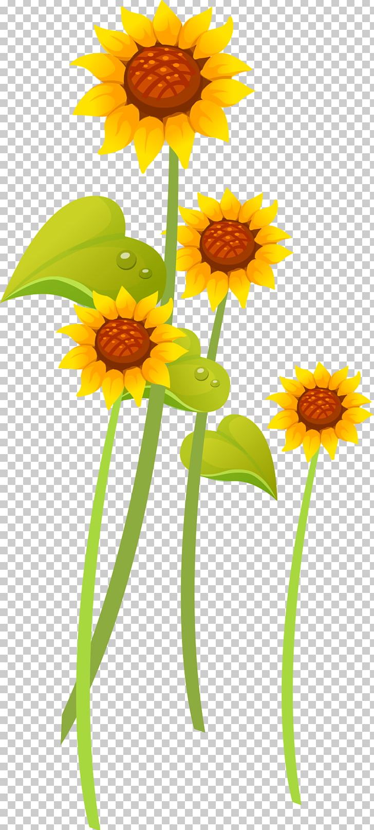 Common Sunflower PNG, Clipart, Adobe Illustrator, Cartoon, Cartoon Sunflower, Cham, Daisy Family Free PNG Download