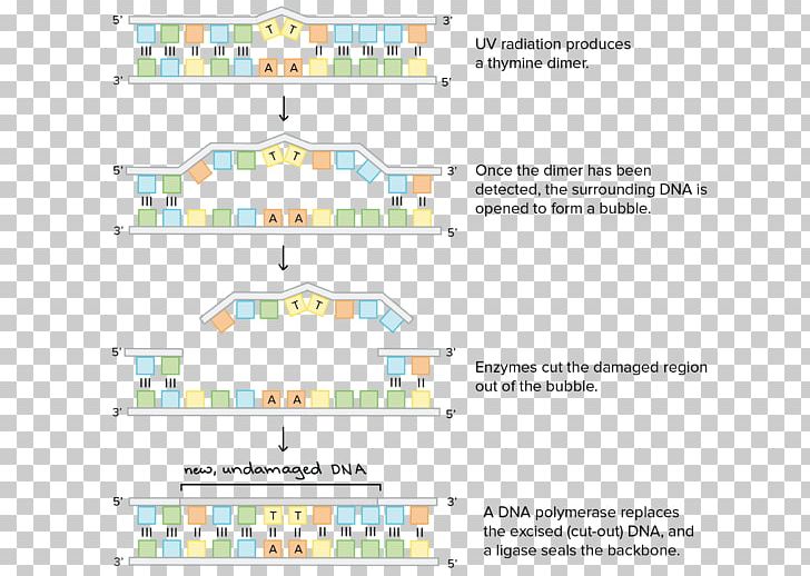 DNA Repair Wiring Diagram Nucleotide PNG, Clipart, Area, Base Excision Repair, Biology, Chemistry, Diagram Free PNG Download