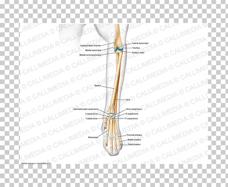 Finger Line Angle Bone PNG, Clipart, Angle, Arm, Art, Bone, Coronoid Process Of The Ulna Free PNG Download