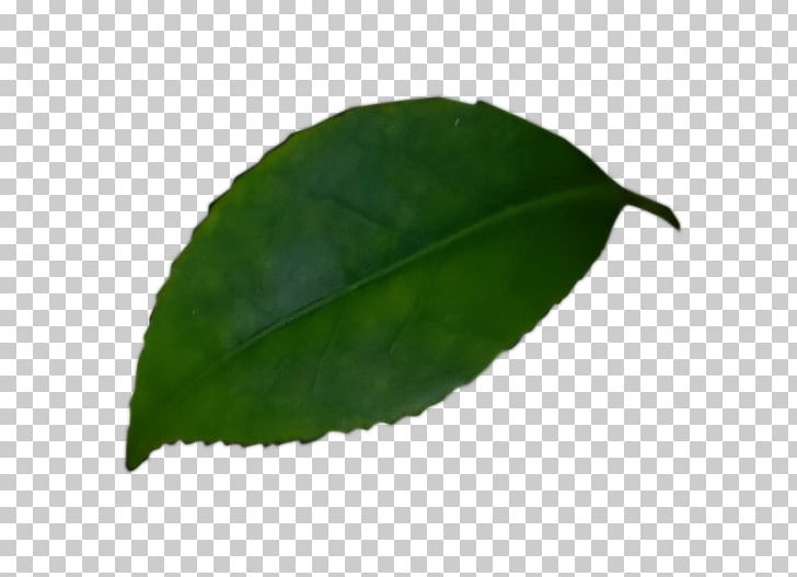 Leaf PNG, Clipart, Embellishments, Leaf, Plant Free PNG Download