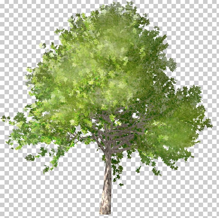 Plane Trees 乐鲜良房 Building Information Modeling Object PNG, Clipart, Agriculture, Autocad, Autodesk Revit, Beech, Branch Free PNG Download
