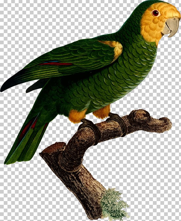 Superb Parrot Bird Macaw Parakeet PNG, Clipart, Animals, Art, Beak, Bird, Byte Free PNG Download
