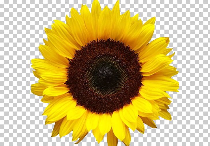 Common Sunflower Computer Icons PNG, Clipart, Asterales, Common Sunflower, Computer Icons, Crop, Daisy Family Free PNG Download