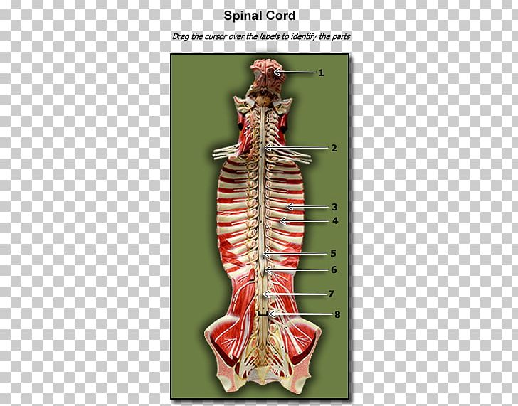 Human Anatomy Human Biology Physiology Human Body PNG, Clipart, Anatomy, Biology, Costume Design, Gallbladder, Homo Sapiens Free PNG Download