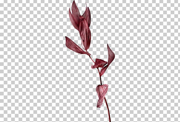 Leaf Brown Color Twig Cut Flowers PNG, Clipart, Branch, Brown, Bud, Color, Cut Flowers Free PNG Download