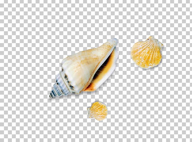Seashell Conch Sea Snail PNG, Clipart, Beach, Cartoon Conch, Clam, Conch, Conchology Free PNG Download