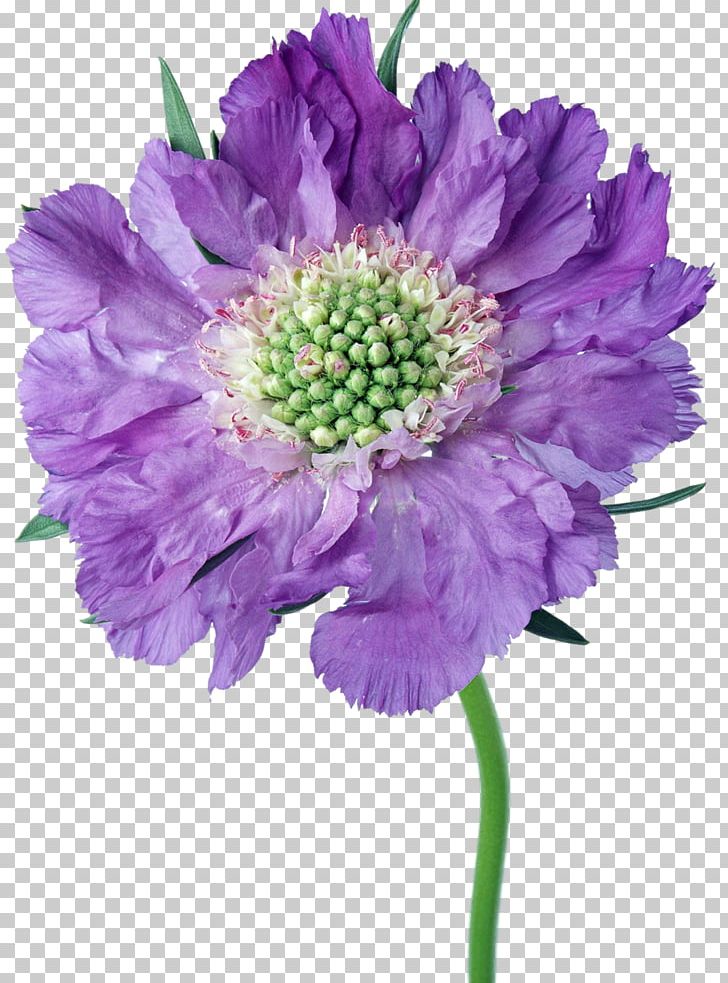 Cut Flowers Aster Daisy Family Chrysanthemum PNG, Clipart, Annual Plant, Aster, Chrysanthemum, Chrysanths, Common Daisy Free PNG Download
