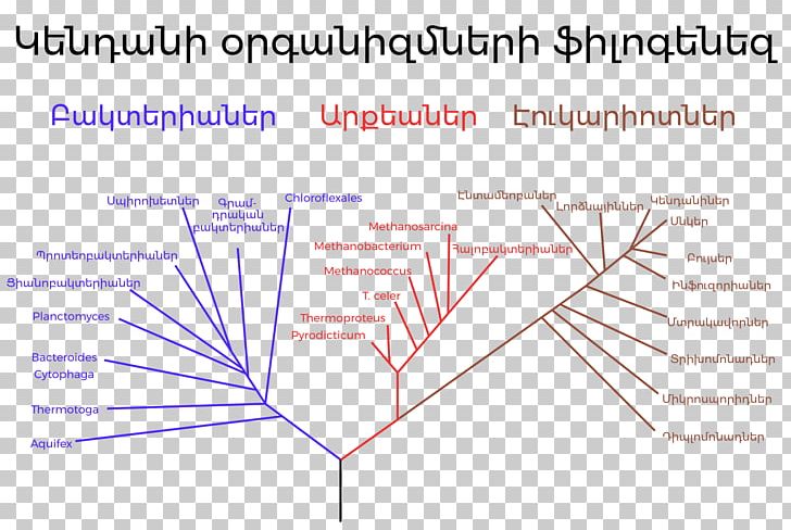 Phylogenetic Tree Phylogenetics Three-domain System Evolution PNG, Clipart, Angle, Archaeans, Area, Biology, Carl Woese Free PNG Download