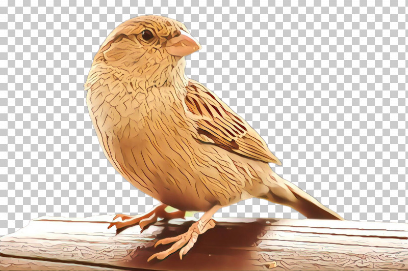 Bird Beak Finch House Sparrow Perching Bird PNG, Clipart, Adaptation, Atlantic Canary, Beak, Bird, Finch Free PNG Download