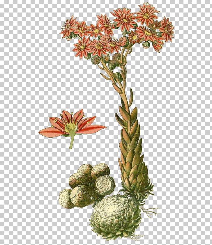 Common Houseleek Sempervivum Arachnoideum Drawing Echeveria PNG, Clipart, Daucus Carota, Drawing, Echeveria, Flower, Flowering Plant Free PNG Download