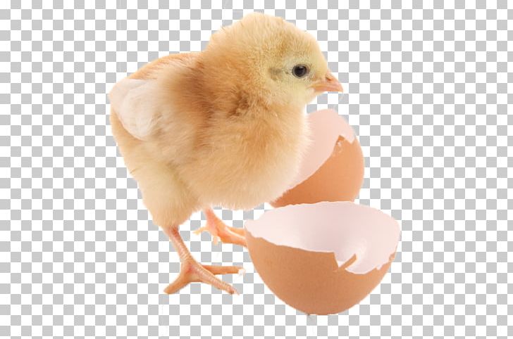 Duck Chicken Goose Bird Quail PNG, Clipart, Animals, Baby Born, Beak, Bird Egg, Born Free PNG Download