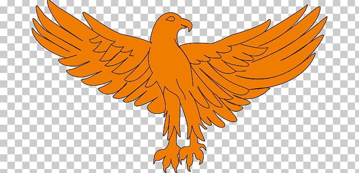 Eagle Beak Feather Chicken As Food PNG, Clipart, Animals, Art, Beak, Bird, Bird Of Prey Free PNG Download