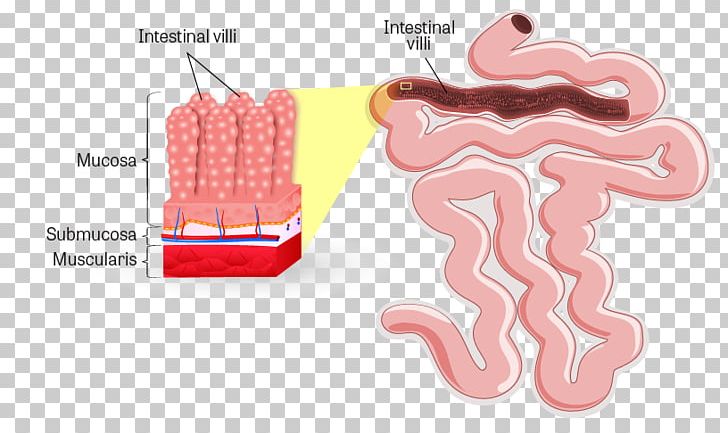 Intestinal Villus Small Intestine Lumen Gastrointestinal Tract Large Intestine PNG, Clipart, Anatomy, Digestion, Gastrointestinal Tract, Human Anatomy, Human Body Free PNG Download
