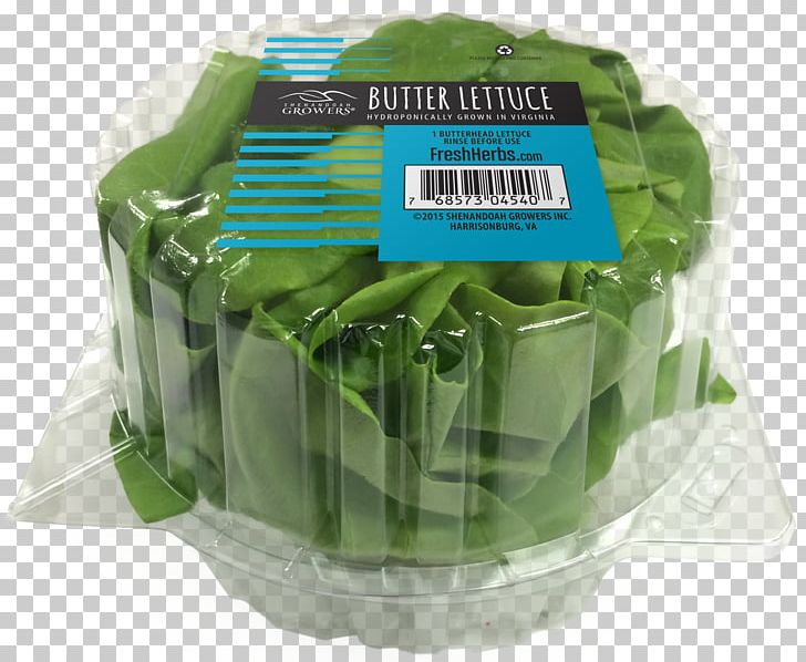 Leaf Lettuce Butterhead Lettuce Hydroponics Leaf Vegetable Salad PNG, Clipart, Butter, Butterhead Lettuce, Food, Garnish, Hydroponics Free PNG Download
