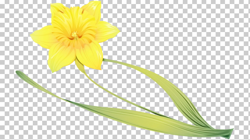 Flower Yellow Plant Petal Cut Flowers PNG, Clipart, Amaryllis Belladonna, Amaryllis Family, Cut Flowers, Flower, Herbaceous Plant Free PNG Download