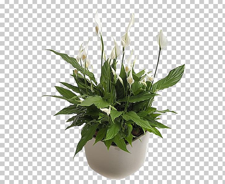 Cut Flowers Flower Bouquet Flower Delivery Plant PNG, Clipart, Blomsterbutikk, Blume, Blumenversand, Cut Flowers, Floristry Free PNG Download