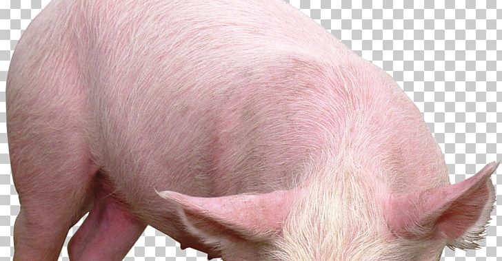 Galaxy Pig Vietnamese Pot-bellied PNG, Clipart, Animals, Desktop Wallpaper, Domestic Pig, Galaxy Pig, Hogs And Pigs Free PNG Download