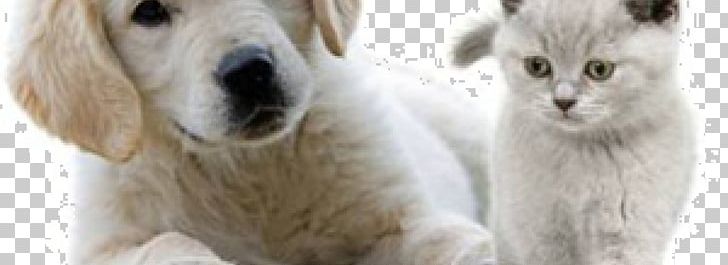 Golden Retriever Labrador Retriever Yorkshire Terrier Maltese Dog Puppy PNG, Clipart, Alpaca, Animal, Animals, Breeder, Companion Dog Free PNG Download
